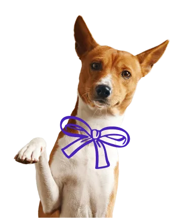 Dog with paw raised image