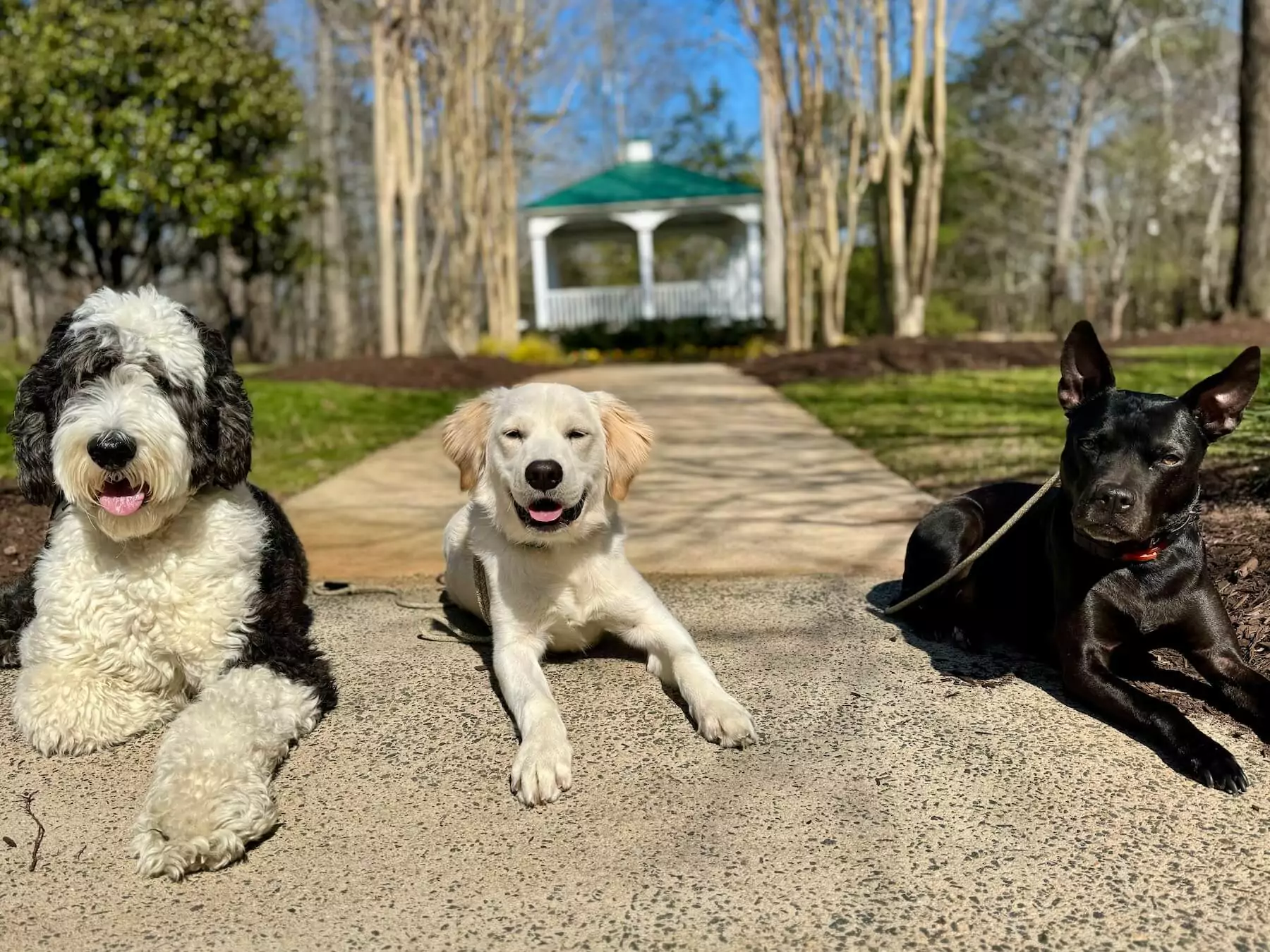 Three Dogs relaxing and enjoying a sunny day after training with Carolina Dogs